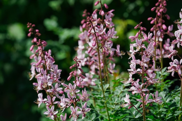 bloeiende brandende struik met paarse bloemen op een achtergrond van groen