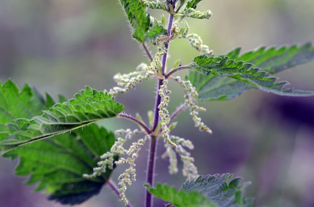 Bloeiende brandnetel (Urtica dioica)