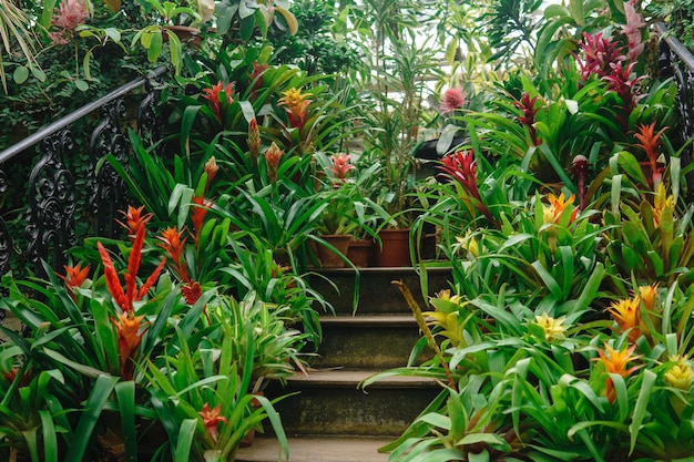 Foto bloeiende bromeliaden in potten op de trappen van een oude trap tussen tropische planten in een oude kas