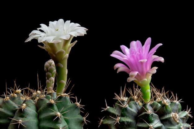 Foto bloeiende cactus bloeit gymnocalycium