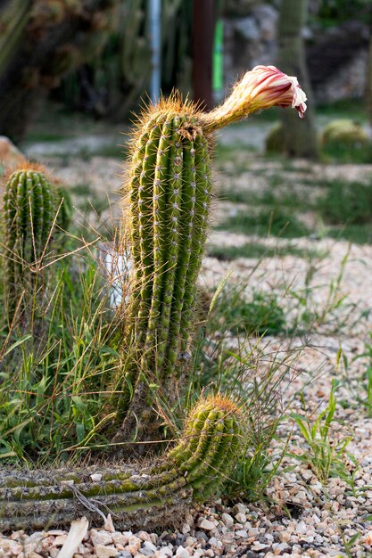 Foto bloeiende cactus cactus san pedro