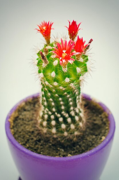 Bloeiende cactus