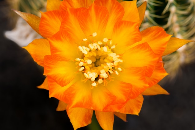 Bloeiende Cactusbloem Lobivia hybride oranje kleur