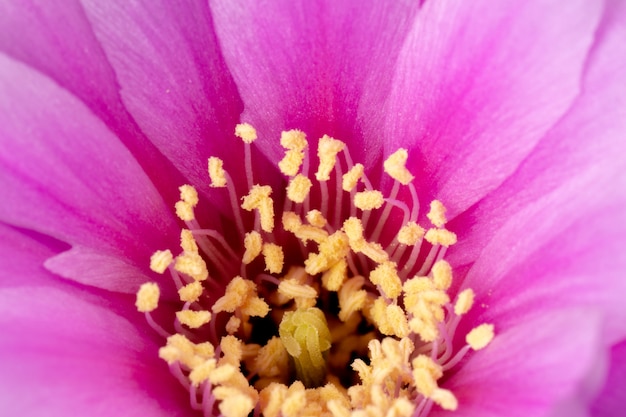 Bloeiende Cactusbloem Volledige kader Roze Kleur