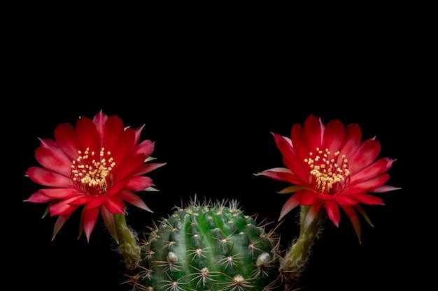 Bloeiende Cactusbloemen Lobivia Hybride rode kleur