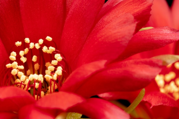 Bloeiende Cactusbloemen Volledige kader rode kleur