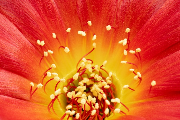 Bloeiende Cactusbloemen Volledige kader rode kleur