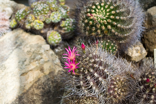 Bloeiende cactussen