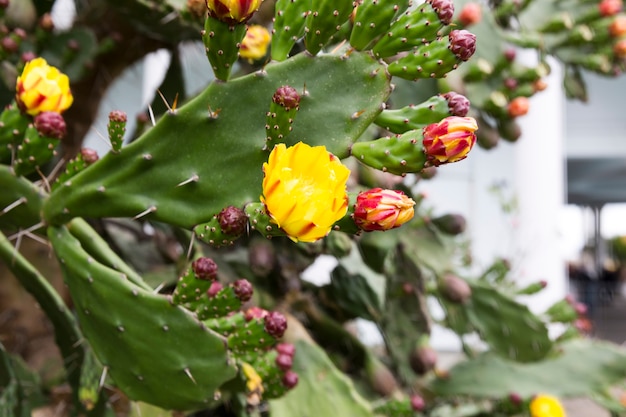 Bloeiende cactusvijgcactus. Gele en rode delicate bloemen tussen de scherpe naalden. Hoge kwaliteit foto