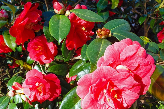 Bloeiende Camellia-struik met rode bloemen en dikke bladeren in het voorjaar