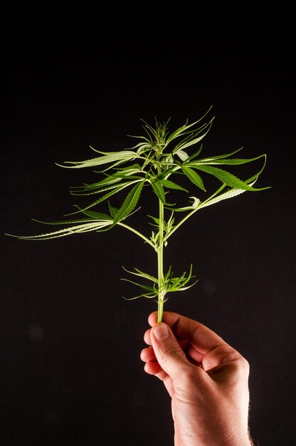 Bloeiende Cannabis Marihuana Groene Rijpe Toppen Bloemen