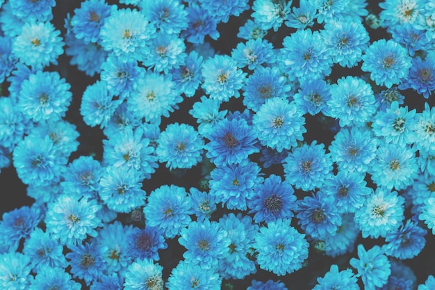 Bloeiende chrysant in trendy blauwe kleur Floral background