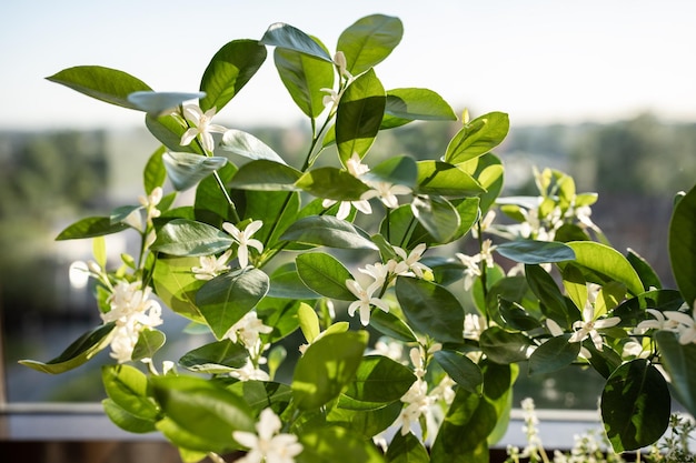 Bloeiende citrus calamondin boom met geurige bloemen thuis kamerplant mandarijn mandarijn