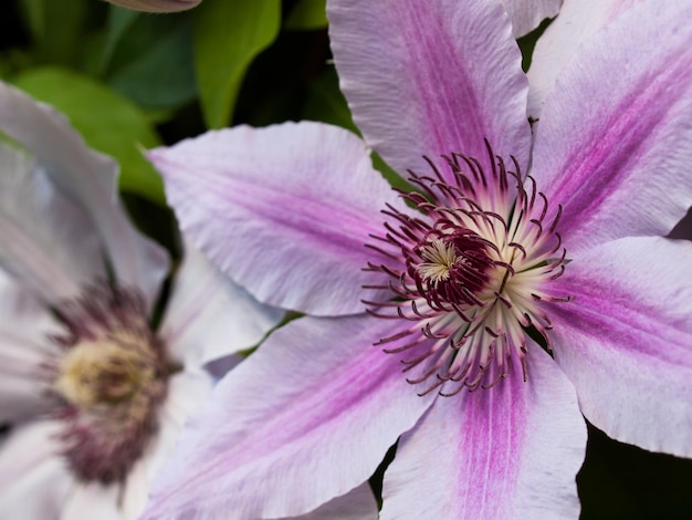 Bloeiende clematis in de tuin.