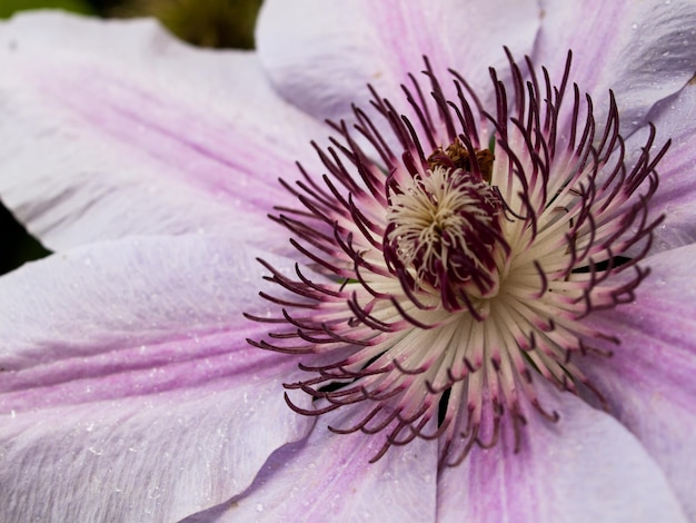 Bloeiende clematis in de tuin.