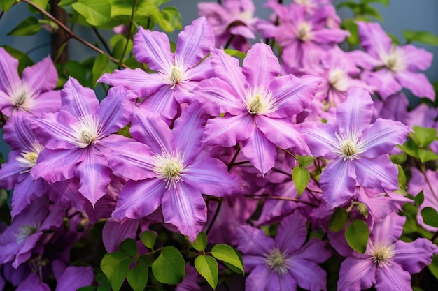 Bloeiende clematis in de tuin