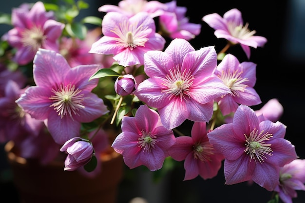 Bloeiende clematis in de tuin