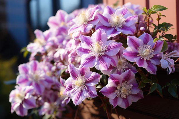 Bloeiende clematis in de tuin