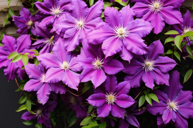 Bloeiende clematis in de tuin