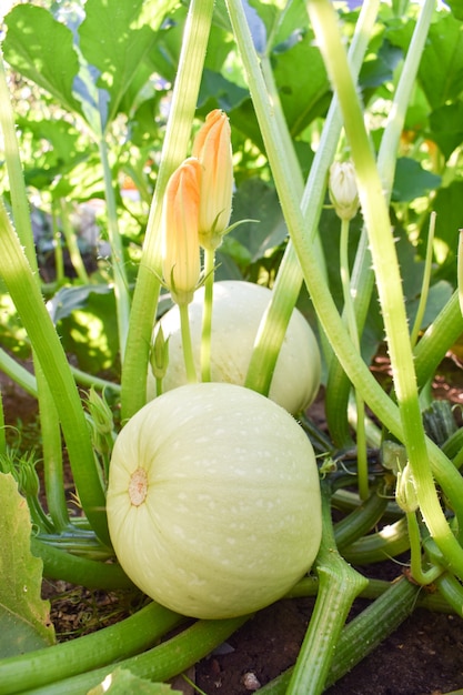 Bloeiende courgette van een tuinbed in de tuin met zonlicht.