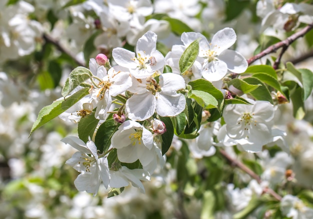 bloeiende Crabapple-boomclose-up