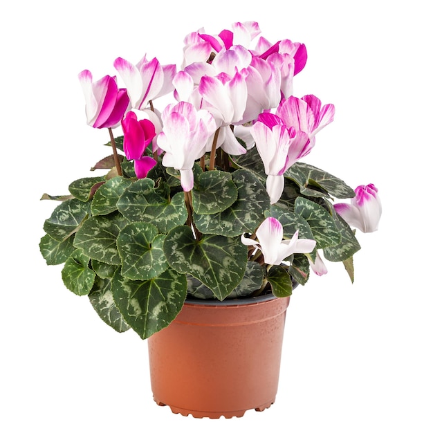 Bloeiende cyclamen wit met roze