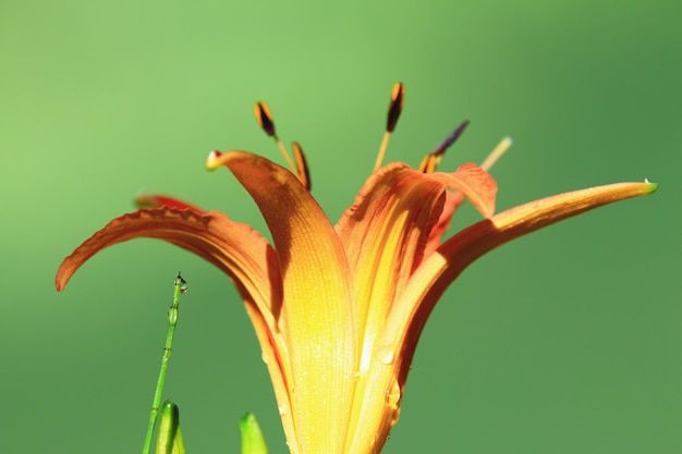 bloeiende Daylily of Hemerocallis fulva of Orange Daylily bloemen met groene achtergrond