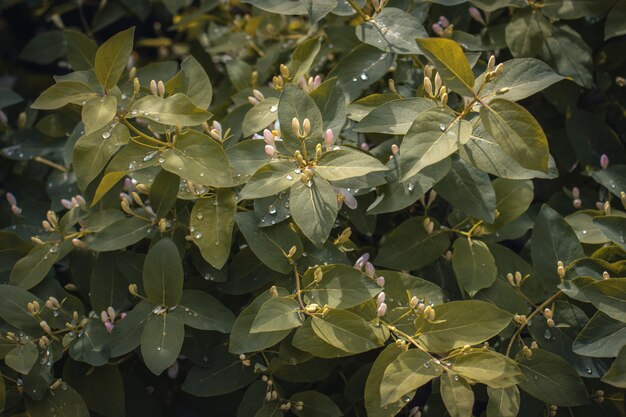 Bloeiende de lente regenachtige struik in de foto van het tuinconcept