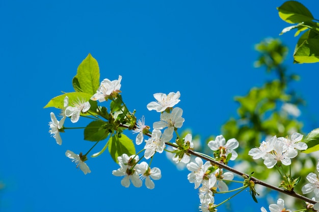 Bloeiende de lenteboom in de tuin dicht omhoog