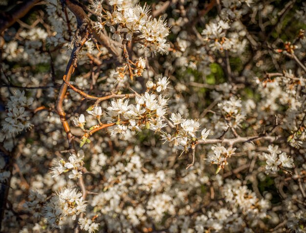 Bloeiende doornstruik sleedoorn Prunus spinosa in de warme lentezon in Griekenland
