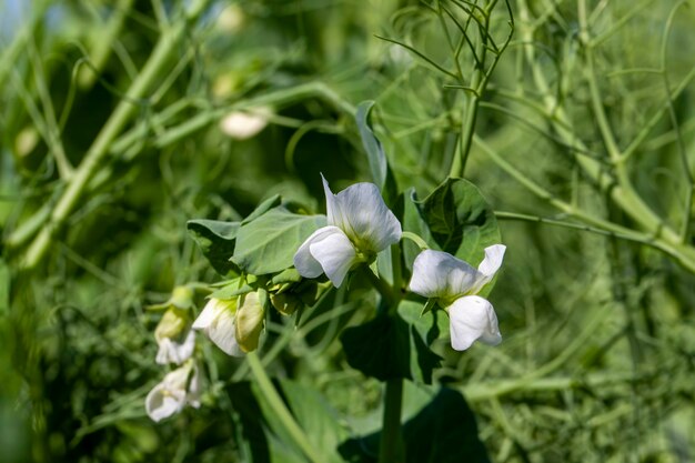 Bloeiende erwten op een landbouwveld in de zomer