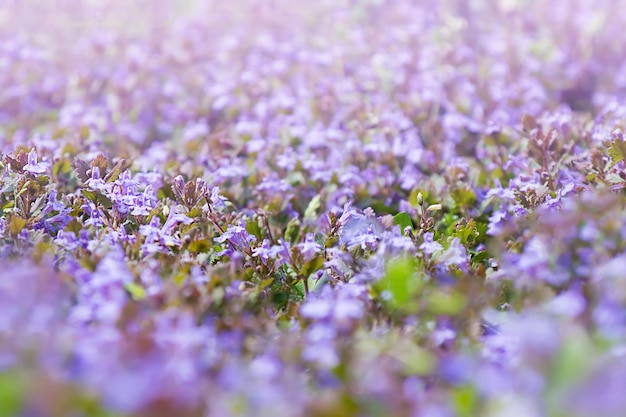 Foto bloeiende fel paarse bloemen buiten in de zomer