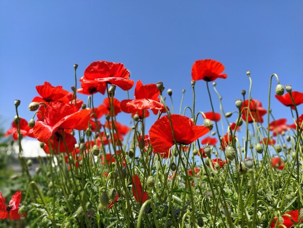 Bloeiende felrode klaprozen op het veld Wilde mooie bloemen Blauwe lucht op de achtergrond Tedere bloemblaadjes glinsteren in de zon Ontrafelende toppen van klaprozen