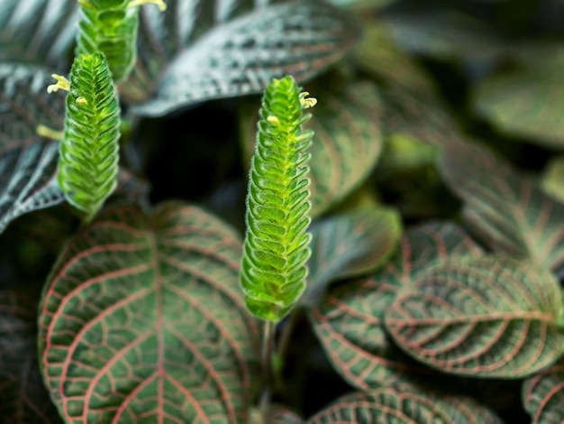 bloeiende fittonia groeit in de botanische tuin