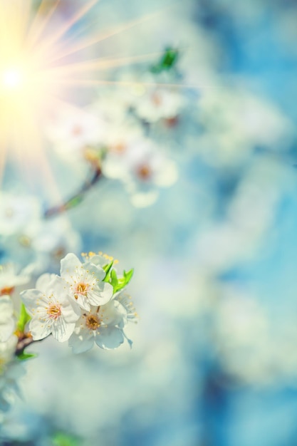 Bloeiende flovers van kersenboom op onscherpe achtergrond van bladeren en sky instagram stile