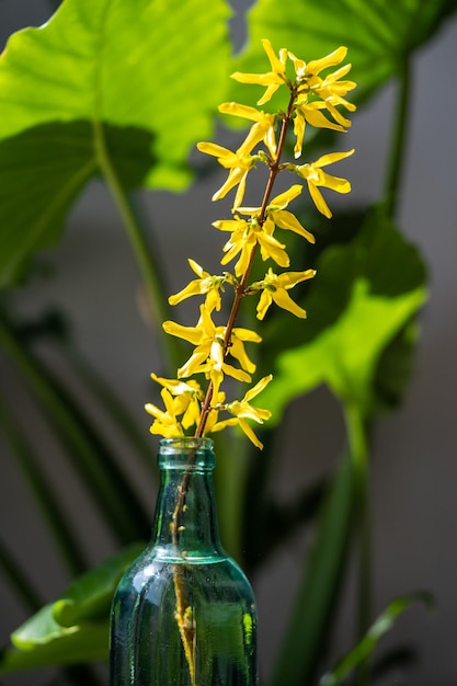 Bloeiende forsythia-tak in glazen fles thuis boeket van bloeiende takje winterjasmijn