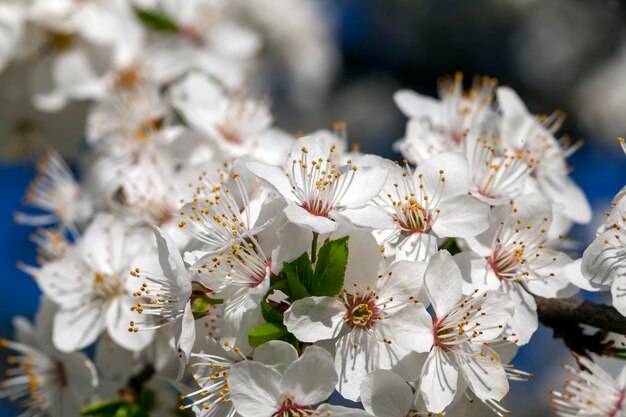 Bloeiende fruitbomen in de lente