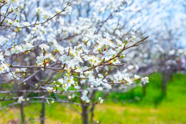 Bloeiende fruitbomen in de tuin op een lentedag selectieve focus