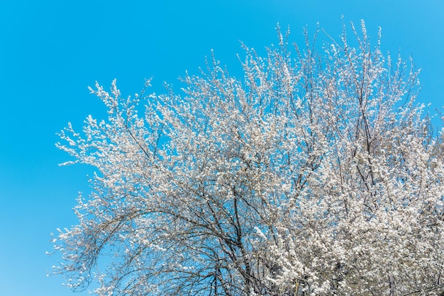 Bloeiende fruitbomen in de tuin