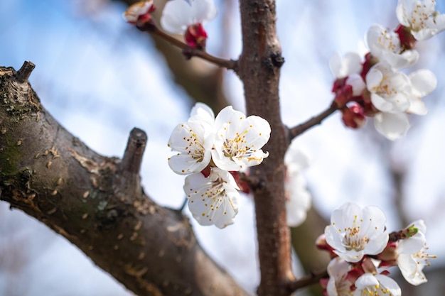 Bloeiende fruitboom close-up macrofotografie eerste lente bladeren en bloemen achtergrond foto