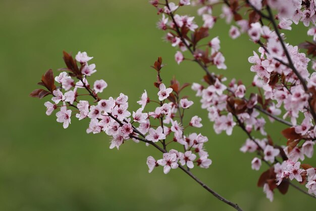 Bloeiende fruitboom