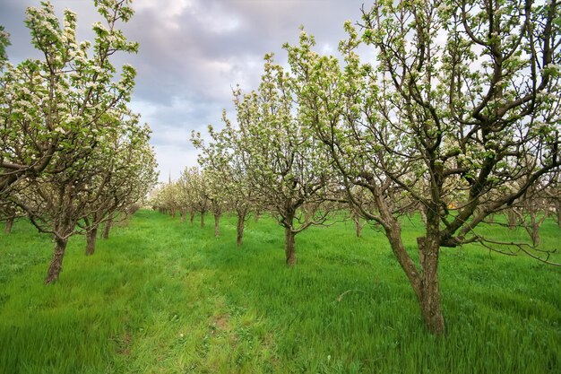 Bloeiende fruitboomgaard in het voorjaar