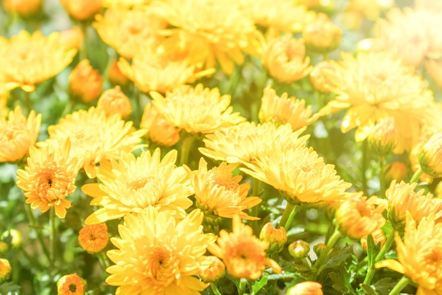 Bloeiende geeloranje chrysant in de herfsttuin, achtergrond met bloeiende chrysant.