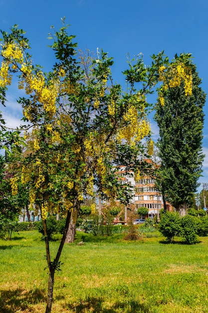 Bloeiende gele acaciaboom Caragana arborescens