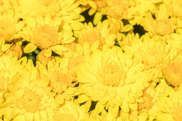 Bloeiende gele chrysant in de herfsttuin, achtergrond met bloeiende chrysant.