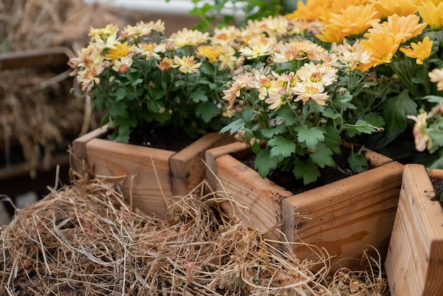 Bloeiende gele chrysantenbloemen gepot in woodex-dozen in de herfsttuin