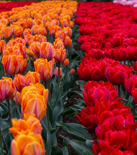 Bloeiende gele en rode tulpen in Keukenhof, 's werelds grootste bloementuinpark