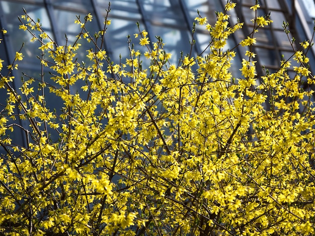 Bloeiende gele forsythia. Contrasterende lente natuurlijke achtergrond.