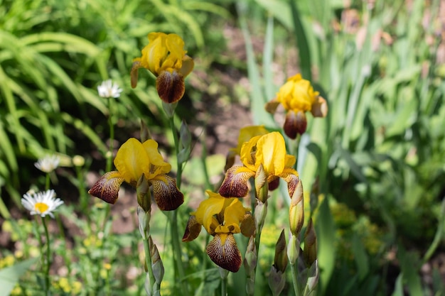 Bloeiende gele iris bloemen close-up