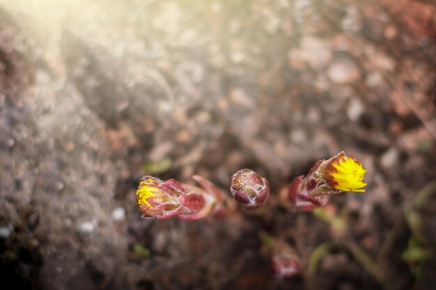 Bloeiende gele klein hoefblad bloemen